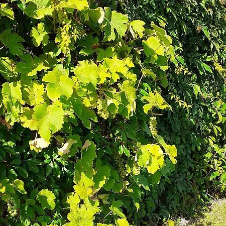 Haramara 乡村民宿 *